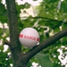 Golfbal gevonden