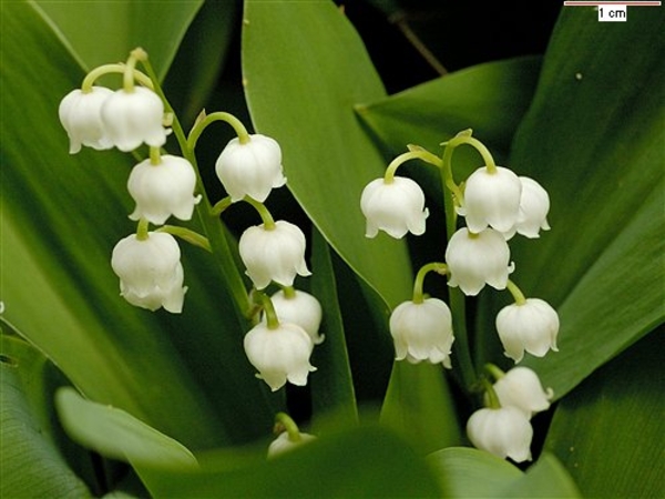 convallaria_majalis_3a0