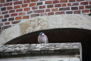 IMG_1128