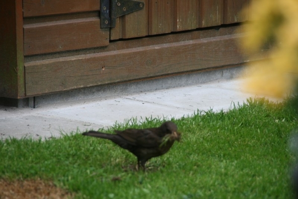 merel 006 (800 x 533)