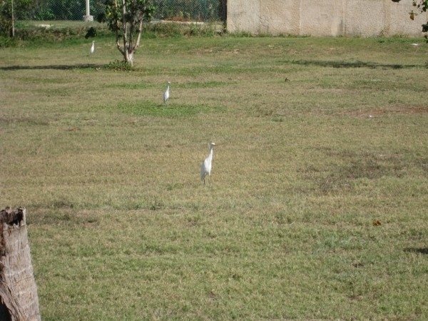 CUBA 2008 310