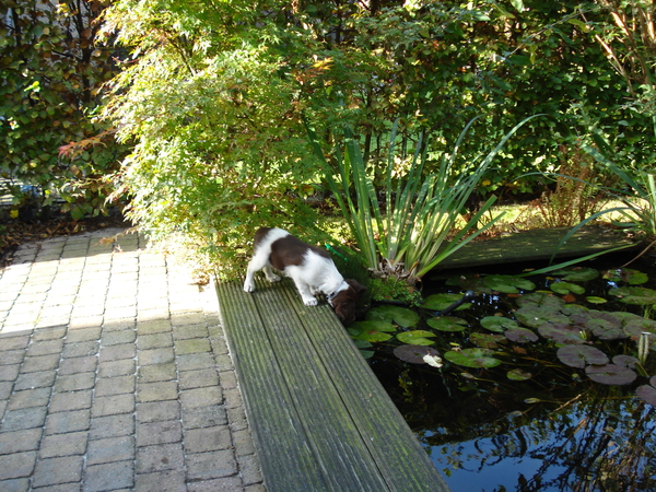 Arcil bij de vijver 19-10-08 357