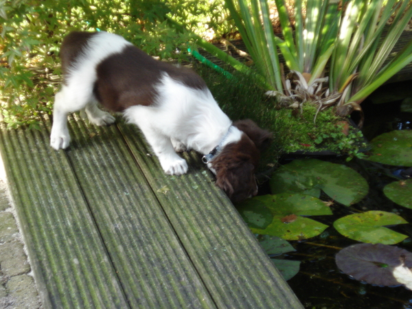 Arcil bij vijver 19-10-08 358