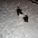 Arcil in de sneeuw 20-11-08 477