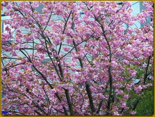 Japanse Kerselaar in bloei