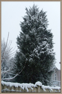 sneeuw