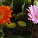 Bloemen uit verjaardagsboeket