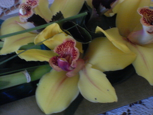 Orchidee