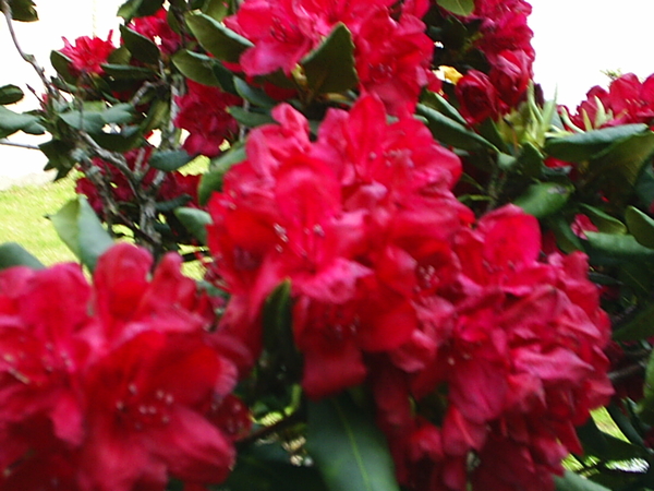 Rhodondendron in volle bloei