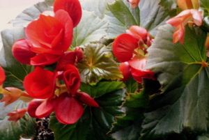 Waterbegonia