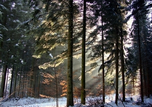 De zon tussen de sparren