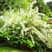 Deutzia