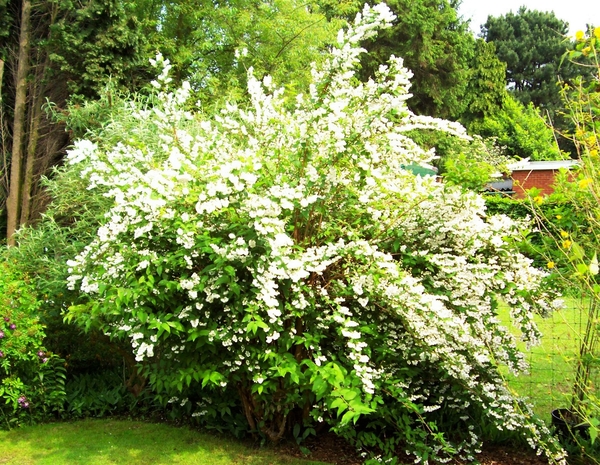 Deutzia