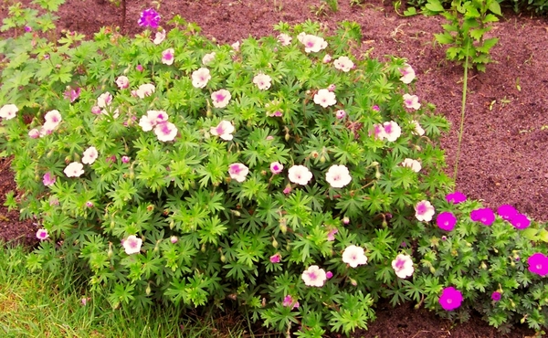 Tuingeranium