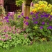 Tuingeraniums
