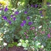 Tuingeranium