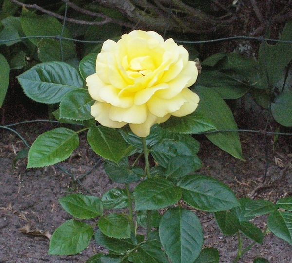 Gele roos