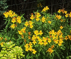 Alstroemeria in bloei