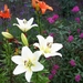 Lelies en Spirea