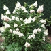 Pluimhortensia