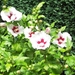 Hibiscus