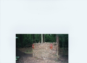 afscheiding door snoeihout