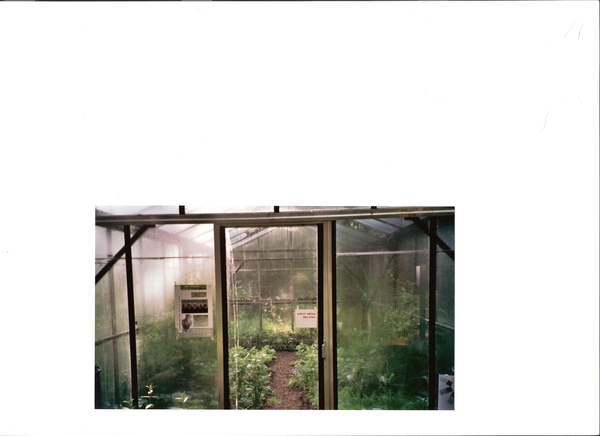 groenten OP de grond