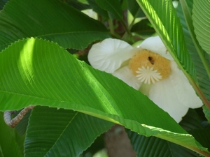 2007_0324Botanicalgarden20070021