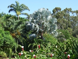 2007_0324Botanicalgarden20070026