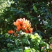 2007_0324Botanicalgarden20070047