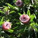 2007_0324Botanicalgarden20070048