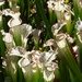 2007_0324Botanicalgarden20070050