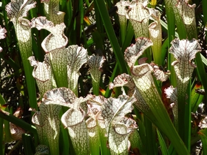 2007_0324Botanicalgarden20070050