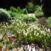 2007_0324Botanicalgarden20070051