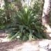 2007_0324Botanicalgarden20070054