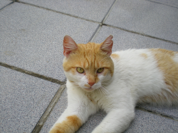 Minneke poes aardige kat .............. .