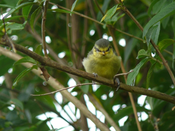 eerste vliegles zit erop
