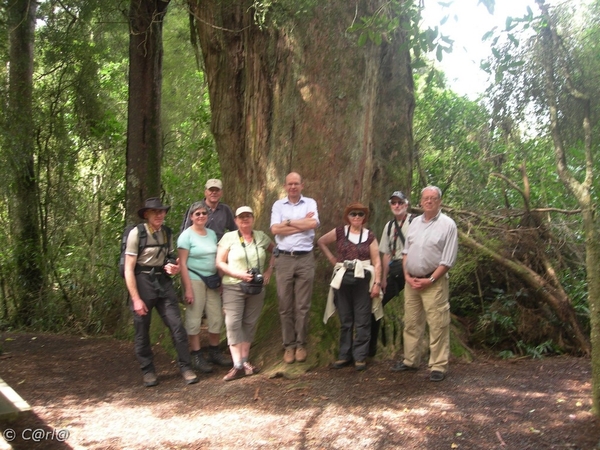 NZ D5 Peel Forest (3)