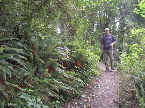 NZ D5 Peel Forest (5)