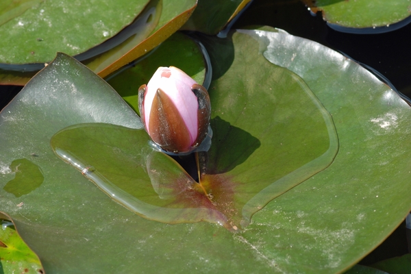 Bloemen in macro