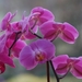 JSC_0037 Orchidee