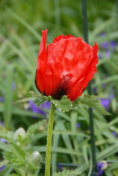 Bloemen in macro