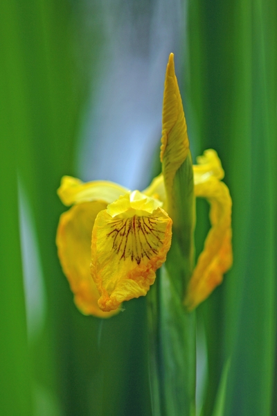 JSC_0008 Iris