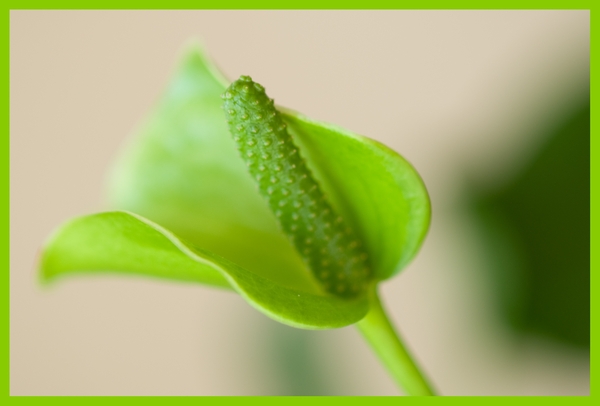 Bloemen in macro