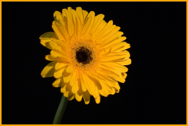 Bloemen in macro