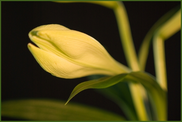 Bloemen in macro