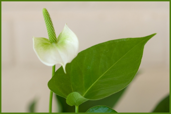 Bloemen in macro