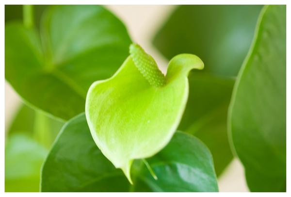 Bloemen in macro