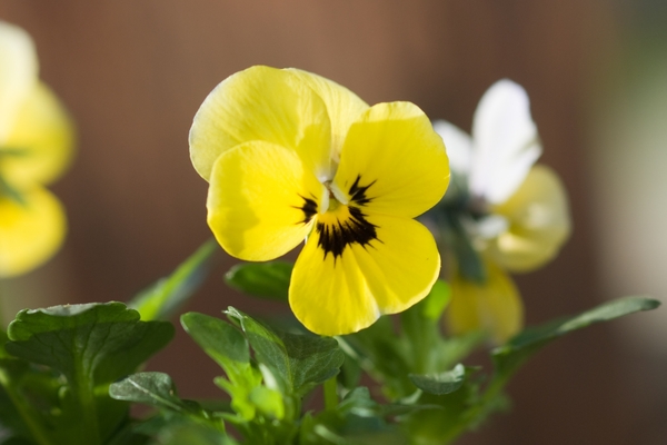 Bloemen in macro