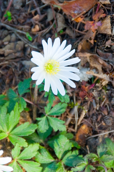 Bloemen in macro